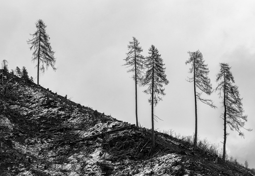 Standhafte Bäume nach Käferbefall