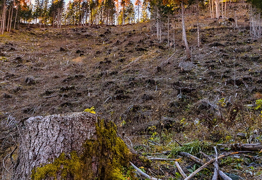 Waldesleere am Helenenkirchl