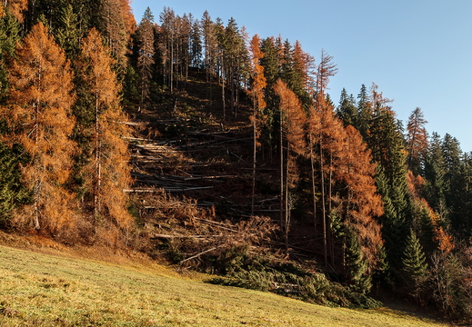 Kampf gegen Borkenkäfer, Osttirol