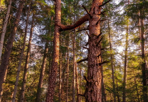 Verwachsene Riesen im Lavant - Wald