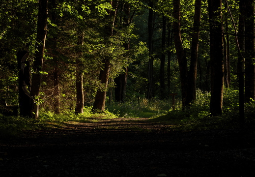 Sonnenlicht im Fichtenwald