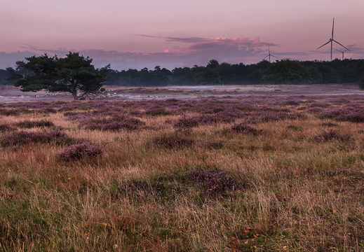 Heide im Abendrot mit Windrädern
