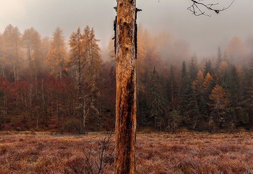 Herbstnebel um Tristacher Baum