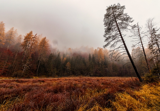 Herbstnebel über dem alten Teich am Tristacher See