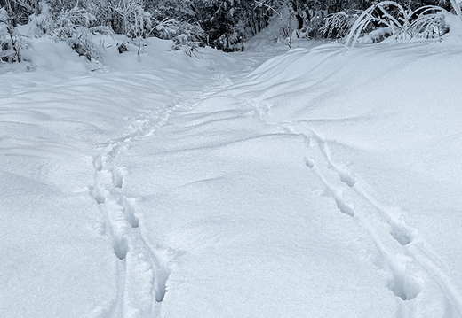 Rehspuren im Winterwald von Lavant