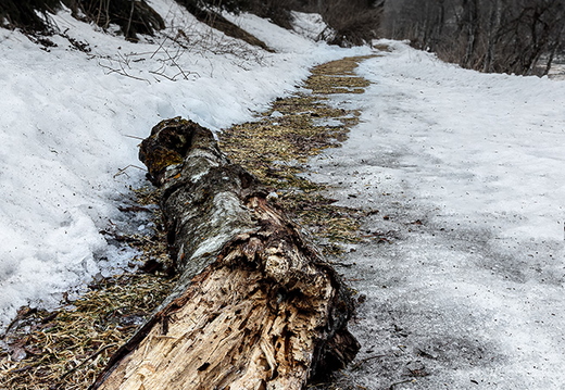 Verwitterter Baumweg in Osttirol