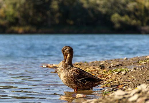 Enten-Yoga am Flussufer